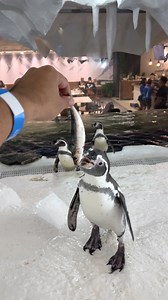 1.6M views · 27K reactions | Feeding penguins inside the biggest ocean park in the Philippines!  Cebu Ocean Park | Lumad Cebuano | Facebook