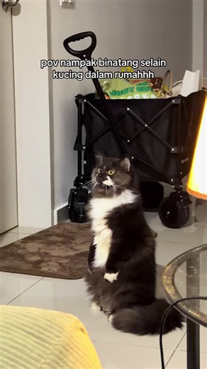 Paih goodmood (@faiizmdnoor)’s videos with Carmen Habanera - Abaco Tango Club