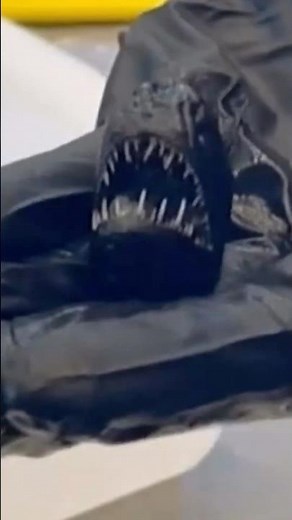 The Abyssal Anglerfish: Smaller Than You Think!