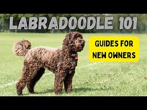 Labradoodle 101: A Complete Breed Guide for New Owners - Top 8 Must-Know Facts