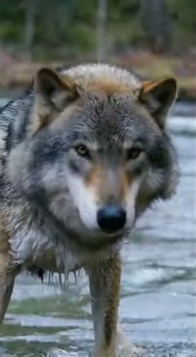 The Secret Life of Wolves – How They Really Live 🐺 | #Wolves #Wildlife #Nature