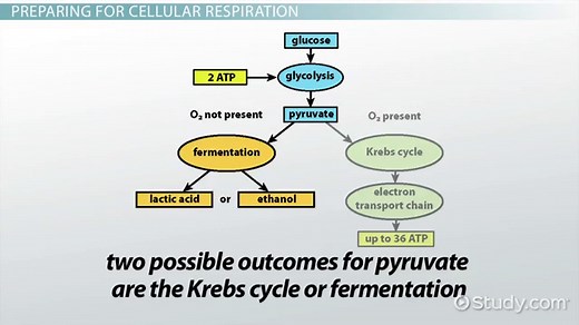 Cellular Respiration in Bacteria | Overview & Process