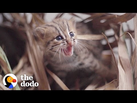 This Perfect Creature Is The World's Smallest Wild Kitten | The Dodo Little But Fierce