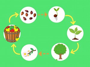 Life Cycle of an Apple