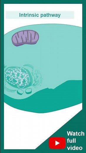 Apoptosis explained in 1 minute | pathology in 1 minutes