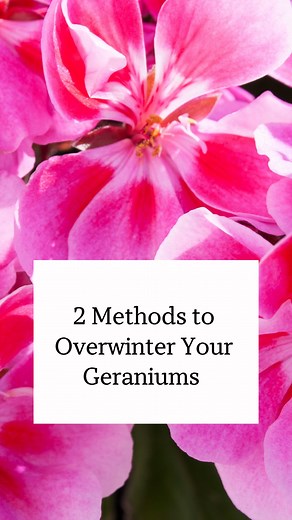 How to Overwinter Geraniums Indoors & Wake Up to Spring Blooms! Don’t let Jack Frost steal your favorite geraniums! With this step-by-step overwintering guide, you can protect your geranium plants all winter long and enjoy bigger plants next season. Here’s exactly what to do: 1️⃣Dig & Inspect – Before the first frost, gently lift plants from the garden. Shake off excess soil and check for pests or rot. 2️⃣ Prune Ruthlessly– Cut back leggy stems to 4-6 inches. Remove yellow leaves and spent bloom