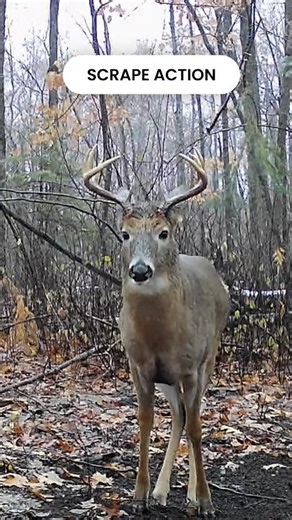 Whitetail Buck at Trail Cam Scrape