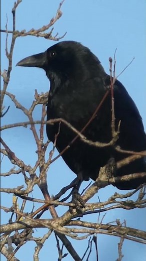 Crow Sounds - Carrion Crow Call | Bird Sounds