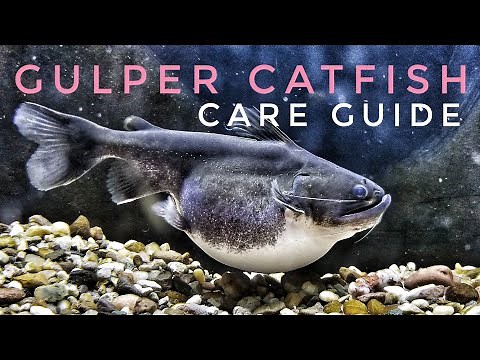Gulper Catfish- Care Guide, Tips, Feeding!