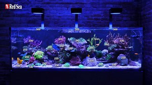 Meet the ReefLED 160S lights. They're Reef Safe, REEF-SPEC, extremely powerful, and enable exceptional growth and colors in even deeper and wider tanks. This big brother of the ReefLED 50 & 90 combines 160W of REEF-SPEC & Reef-Safe LED light with a patent-pending stadium-shaped lens, creating a beautiful, homogeneous spread throughout an aquarium of 80cm / 32’’ in all three directions. The ReefLED 160S gives superior coverage, as units can be mounted 75cm/30" apart with a guaranteed visual unifo