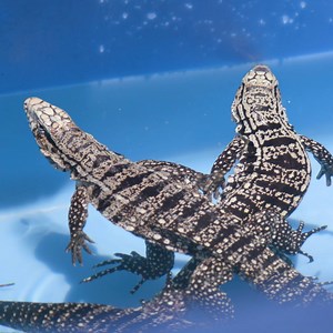 1.1M views · 852 reactions | This guy hunts and traps Tegu lizards to protect the Florida Everglades. | VICE Video | Facebook