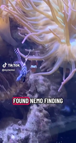 Exploring the World of Finding Nemo Characters
