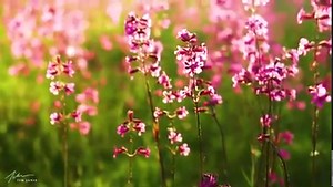 10K views · 676 reactions | We invite you to take a breath and enjoy a moment in nature. : ) Music by Tim Janis | Tim Janis | Facebook