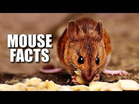 Mouse Facts: WHAT is a MOUSE? 🐁 Animal Fact Files