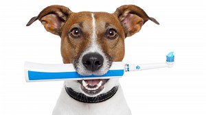 Best toothpastes for dogs to prevent tooth and gum disease