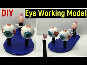 eye working model - human eye working model - working model of eye -diy- eye model -science project
