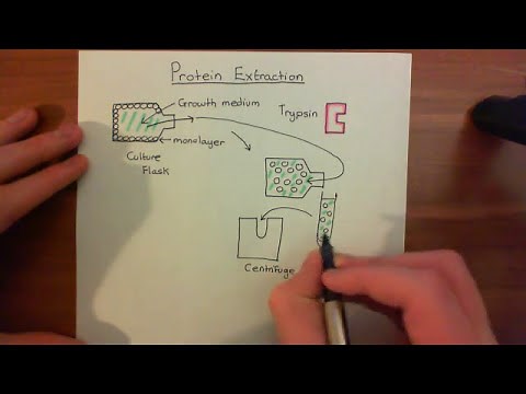Protein Extraction from Cells Part 1