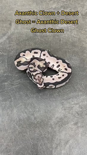 Ball Python Morphs: Exploring the Exotic World of Reptiles