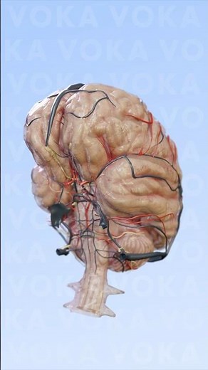 Neuroanatomy explained with 3D visualization: brain anatomy visualization #3danatomy