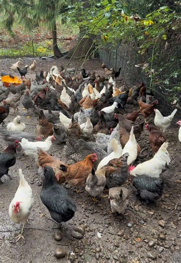 Egg Collecting on a Rainy Day with Ducks and Chickens