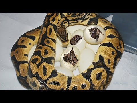Ball Python laying eggs and baby python hatching from eggs time lapse