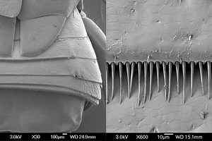 Magnification and resolution