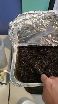 Easy 'fool proof' Substrate Pasteurization! Mushroom Oven Tek