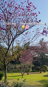 This Looks Like Japan… But It’s Bengaluru 🌸😳 | Cherry Blossoms in Cubbon Park