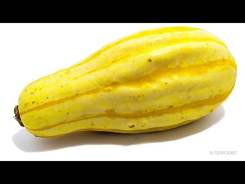 Rotting Pumpkin (Gourd) Timelapse