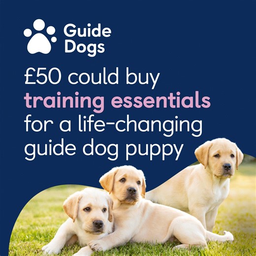 46 reactions | With your help our amazing guide dog puppies can...