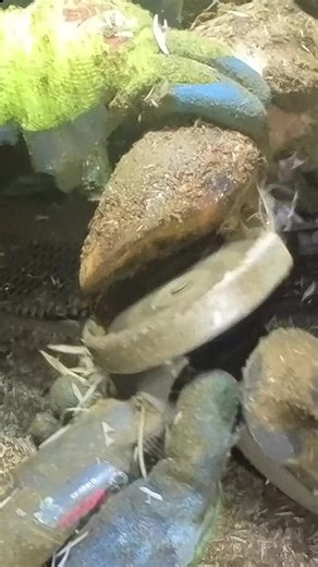 84K views · 710 reactions | Balancing Act - Headed back to NORMAL | Steve Wunderlich Hoof Care | Facebook