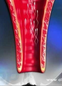 Human Reproduction (3D Animation)