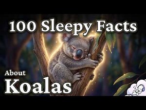The Quiet Science of Koalas: Before Australia’s Sleepiest Species Disappears