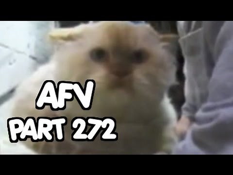 ☺ Animal Edition #4 - AFV | OrangeCabinet