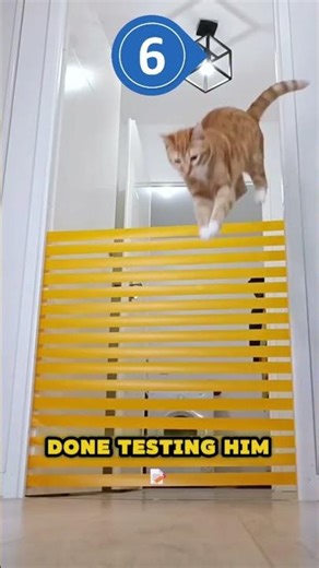 Cat Does IMPOSSIBLE Parkour Challenge! 🐱⚡ #cat #shorts