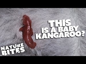 Five Surprising Animal Births! | Nature Bites