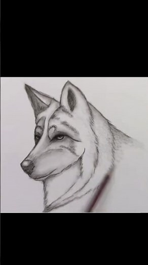 How to draw a realistic Wolf