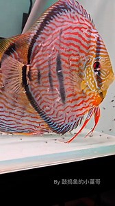 ��✨ Discus Fish Parenting Discus fish are known for their exceptional parenting skills! After laying their eggs on a flat surface, both parents take turns guarding and fanning the eggs to ensure proper oxygenation. Once the eggs hatch, the fry cling to their parents' bodies for protection and nourishment. The parents secrete a special mucus that the fry feed on, providing them with essential nutrients during their early development. This nurturing behavior is a beautiful example of parental care