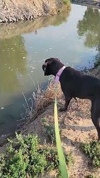 Roxy Labrador Retriever Weimaraner Mix Trail Walk Shelter Share