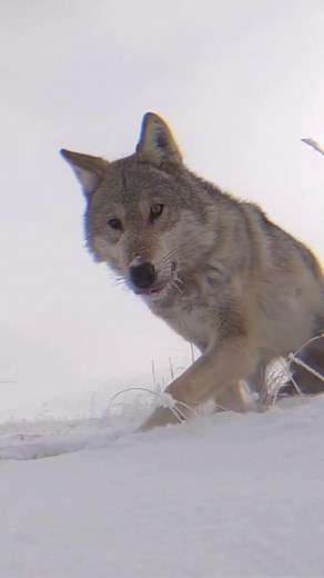 Majestic Wolves in Natural Settings: A Stunning Compilation