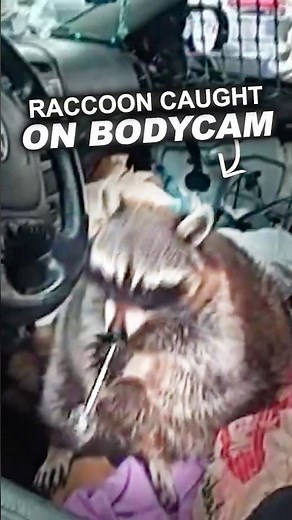 Police Catch Raccoon Using a M*th Pipe