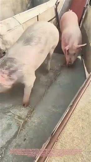 Pigs Crowding Together on Unloading Ramp