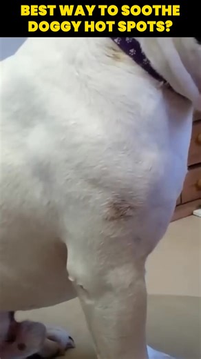 Is your dog constantly scratching? 🐶 Most dog owners don't know this, but constant scratching can often be a sign of allergies, derma dysfunction, and sometimes even more serious health problems 😳 Thankfully, this new spray solves all that! 🙏 Simply apply this to their skin to promote a healthy coat, reduce allergies, and get rid of pesky skin issues 👍🐕 | Pup Labs