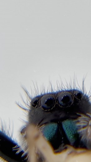 2K views · 42 reactions | At some of our locations we Carry the cutest little jumping spiders! You can call any one of our stores to see if they have any in stock! | LLLReptile & Supply | Facebook