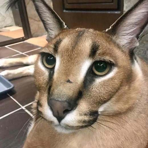 @__floppa_official__ idea #originalfloppa