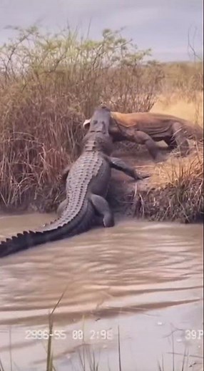 American Alligator vs Komodo Dragon #shorts