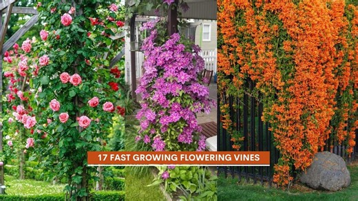 17 flowering vines that flourish fast and look amazing