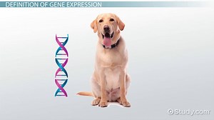 Gene Expression | Definition, Regulation & Example - Video | Study.com