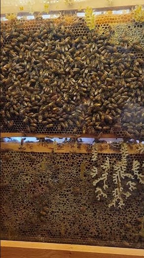 inside a Bee Hive