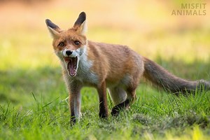 Fox Screaming: Why Do Foxes Scream At Night?